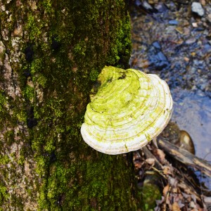 Moss